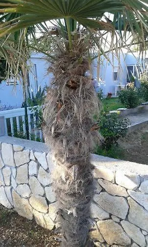 Apartman Ella Vrsi Κροατία